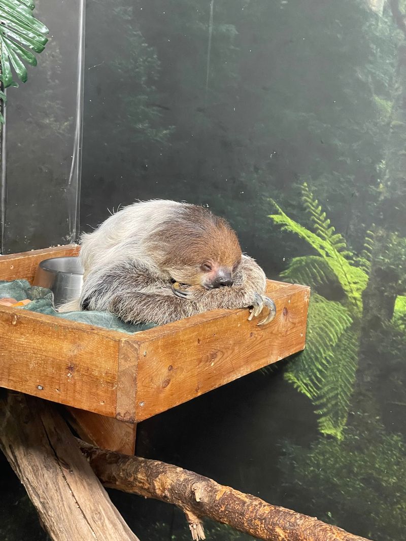 Sloth and Otter Encounters: The Premium Experiences Worth Booking Sloth and Otter Encounters: The Premium Experiences Worth Booking