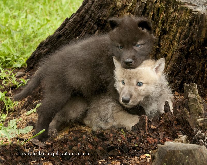Sloth and Wolf Encounters That Keep Families Returning Sloth and Wolf Encounters That Keep Families Returning
