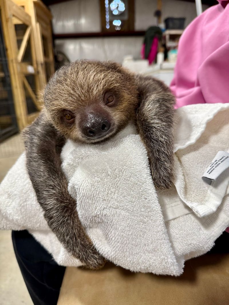 Slow Down and Meet a Sloth