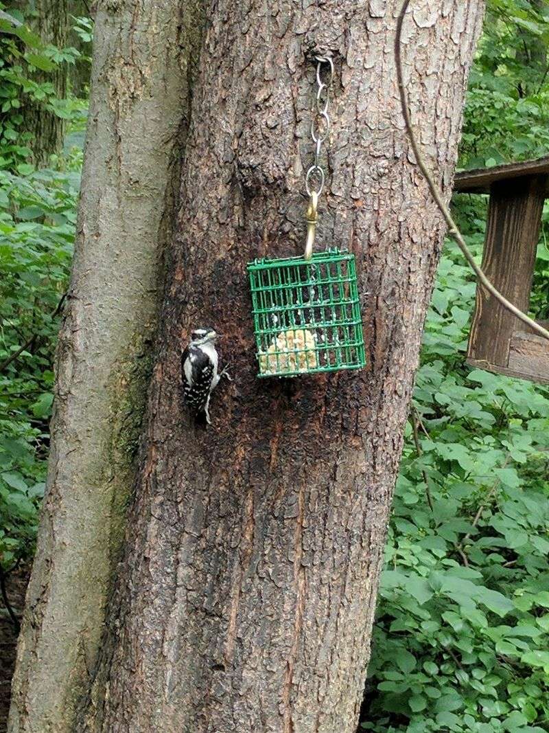 Small Wildlife Around The Feeders Small Wildlife Around The Feeders