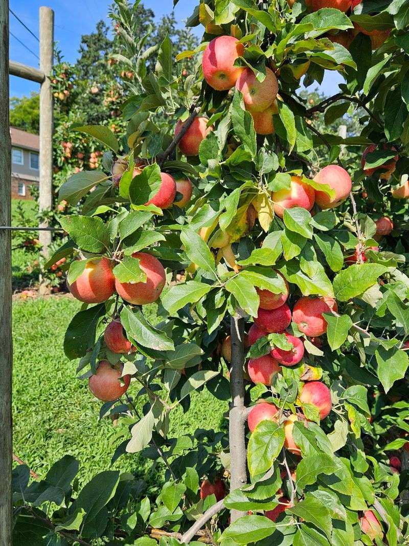 So Many Apple Varieties To Choose From So Many Apple Varieties To Choose From