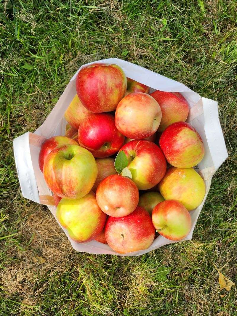 So Many Apple Varieties to Choose From
