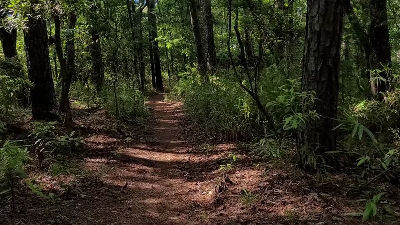 Soft Pine-Needle Trails Through the Woods