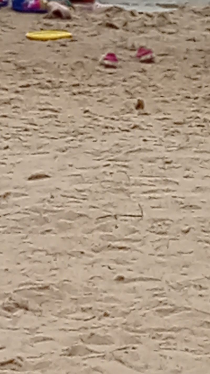 Soft Sand and a Sizable Shoreline