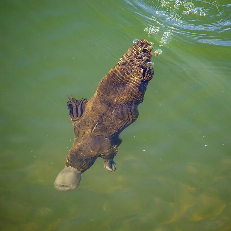 Some of the Original Platypuses Are Still There