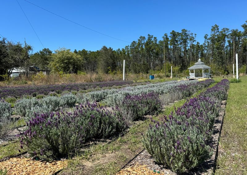 Southern Grace Lavender Farm, Southport, FL