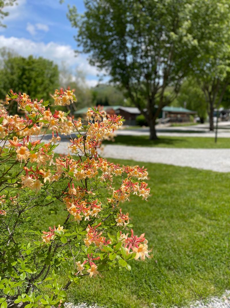 Spacious, Beautifully Landscaped Campsites Spacious, Beautifully Landscaped Campsites