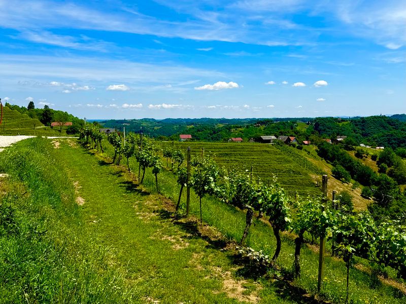 Spicnik and Slovenia's Wine Hills