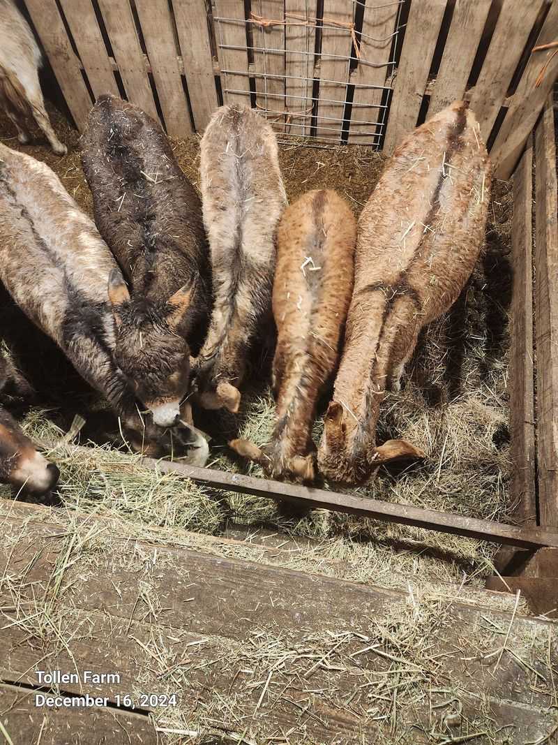 Springtime Foals and Baby Donkeys