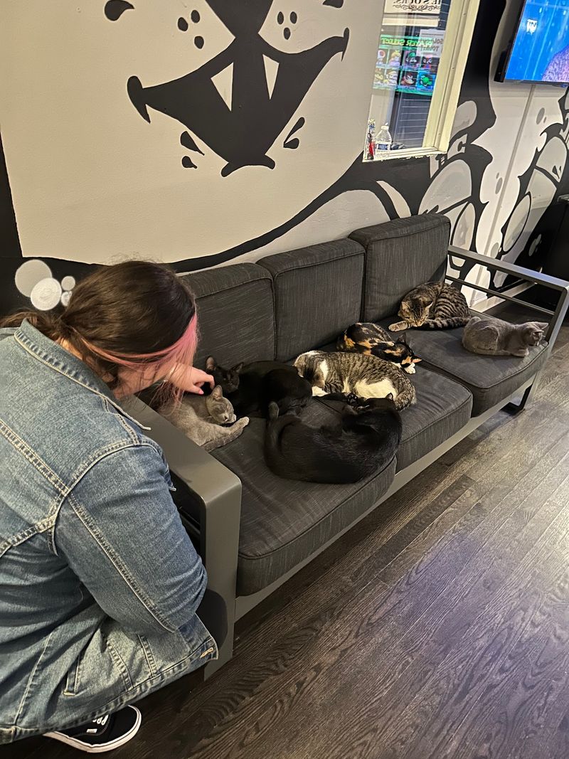 Staff That Actually Knows Their Cats Staff That Actually Knows Their Cats