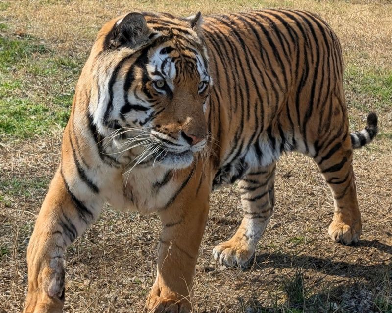 Standing Paw to Paw With Massive Tigers Standing Paw to Paw With Massive Tigers
