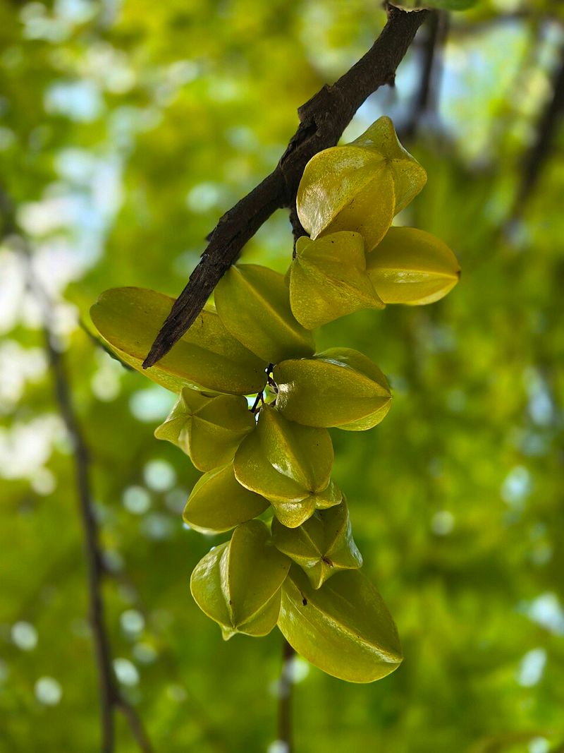 Star Fruit - Dangerous for People with Kidney Disease Star Fruit - Dangerous for People with Kidney Disease