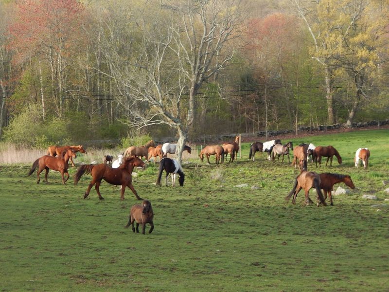 Stowe Farm, Millbury, MA Stowe Farm, Millbury, MA