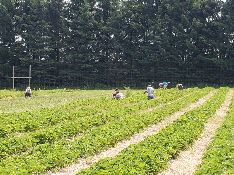 Strawberry Picking That Draws People for Miles Strawberry Picking That Draws People for Miles