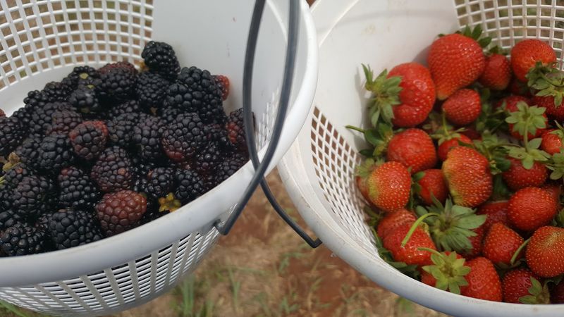 Strawberry Picking as the Star Attraction