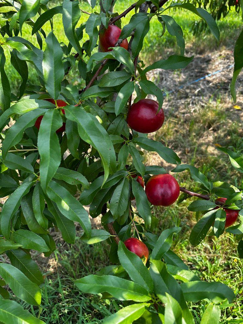 Summer Peach and Nectarine Picking