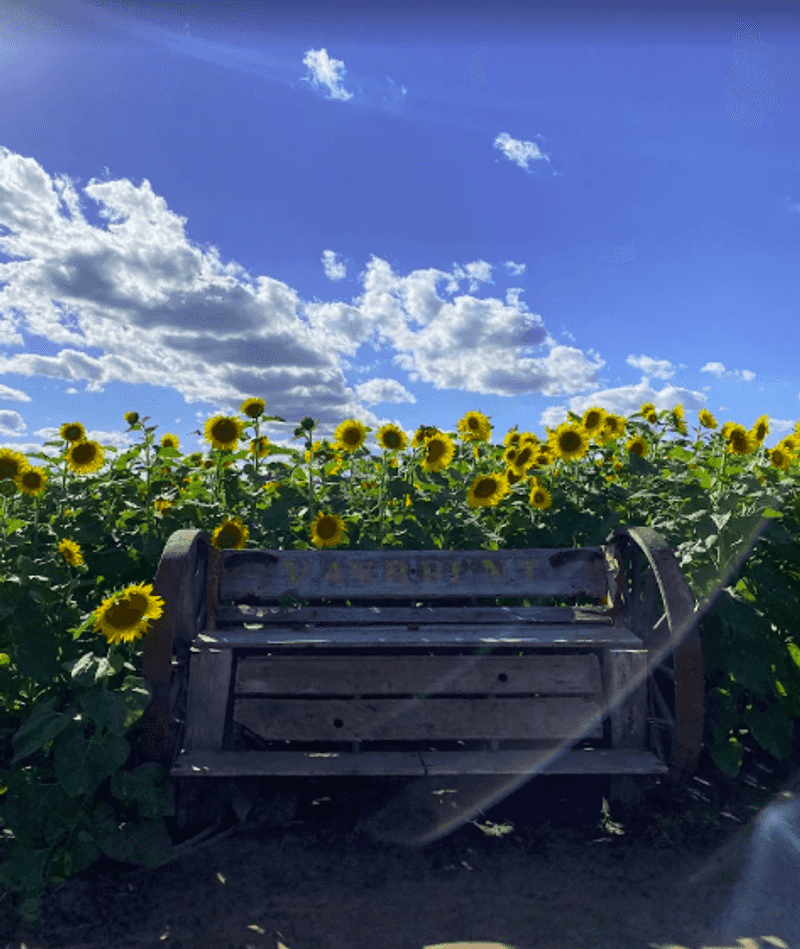 Sunflower Fields Made For Photos