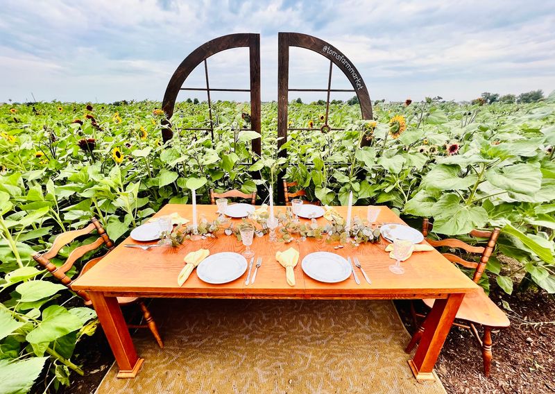 Sunflower Fields and the Cut-Your-Own Experience Sunflower Fields and the Cut-Your-Own Experience