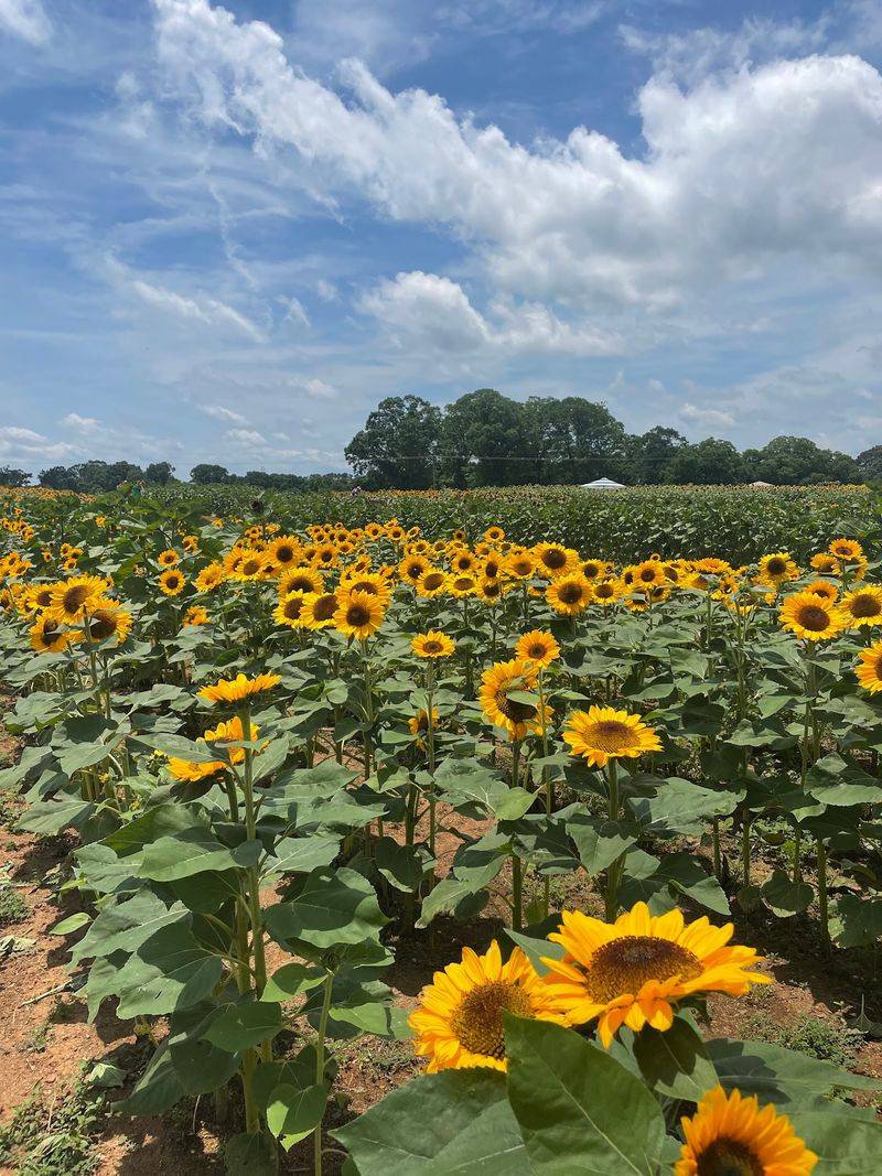 Sunflower Fields in Midsummer Sunflower Fields in Midsummer