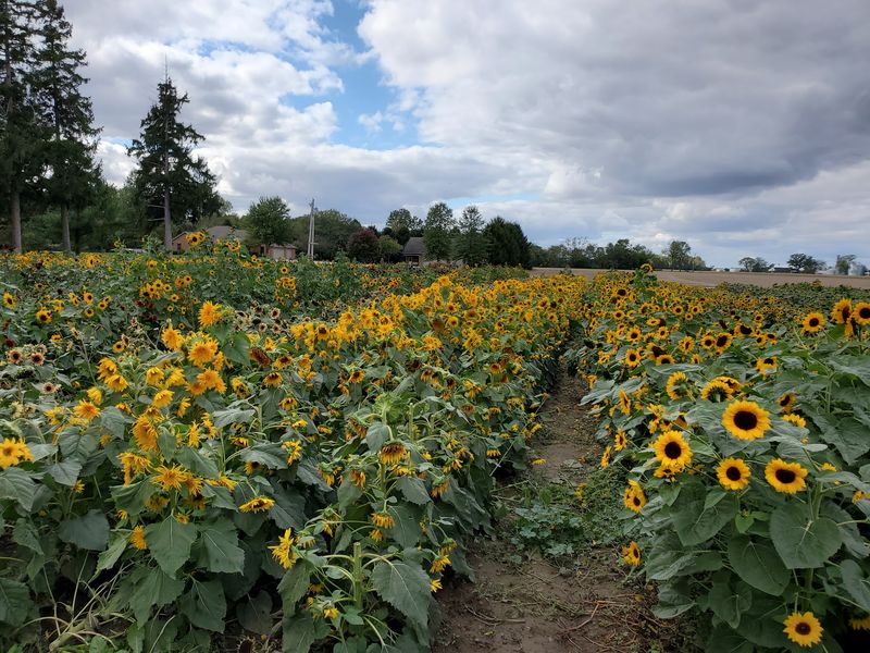 Sunflower Rows Worth The Drive Alone Sunflower Rows Worth The Drive Alone