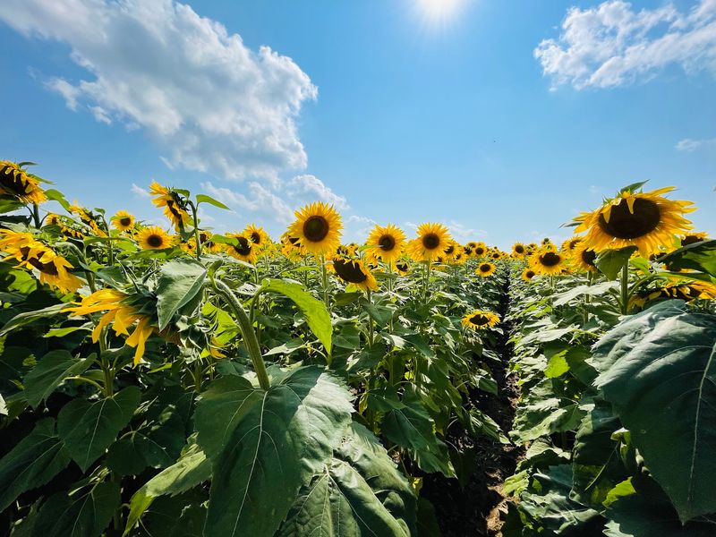 Sunflower Season Timing and What to Expect