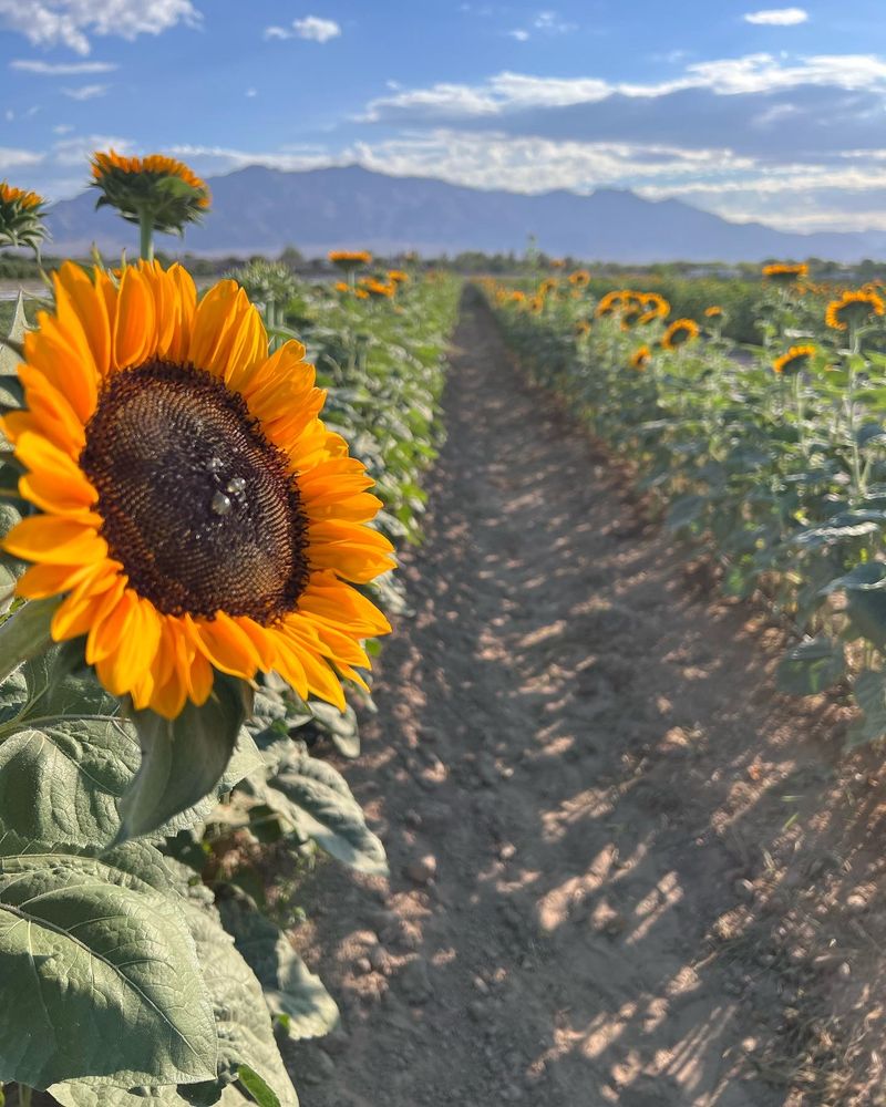 Sunflowers And Photo-Worthy Rows Sunflowers And Photo-Worthy Rows
