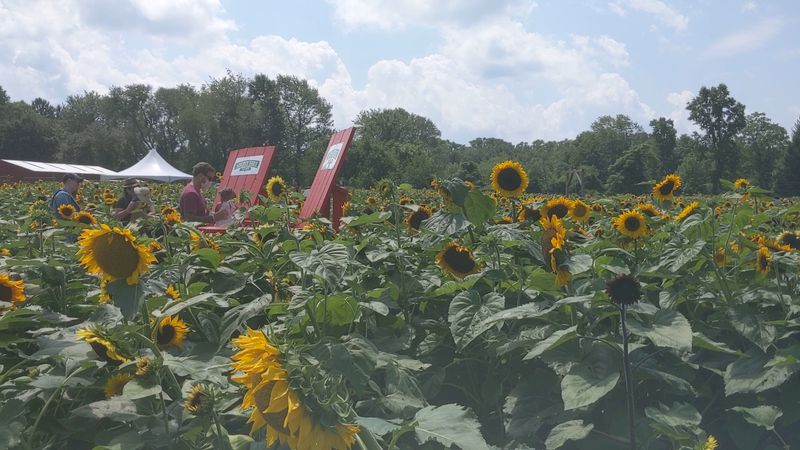 Sunflowers, Lavender, and Field Days Sunflowers, Lavender, and Field Days
