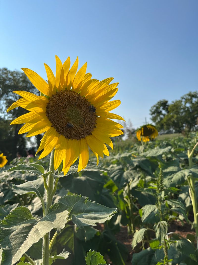 Sunflowers and Scenery All Around Sunflowers and Scenery All Around