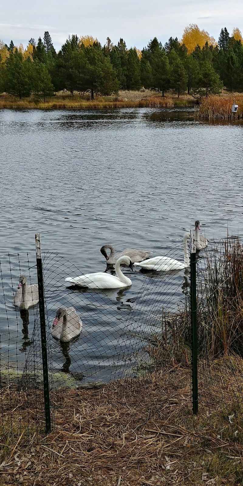 Swans, Trails, and the Nature Center Next Door