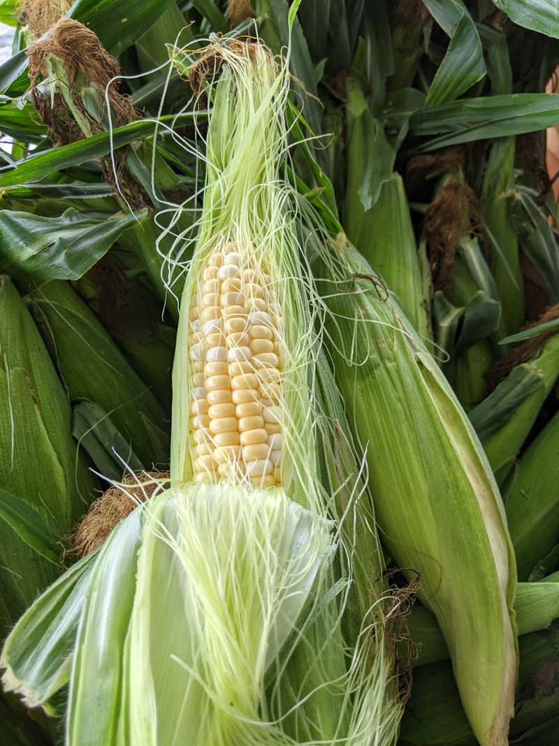Sweet Corn And Summer Tomatoes Sweet Corn And Summer Tomatoes