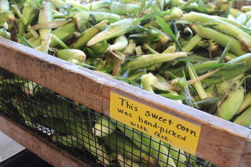 Sweet Corn So Good People Drive Across State Lines Sweet Corn So Good People Drive Across State Lines