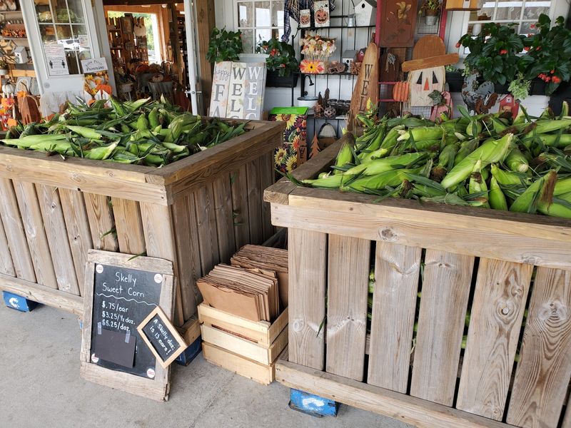 Sweet Corn Straight From The Fields