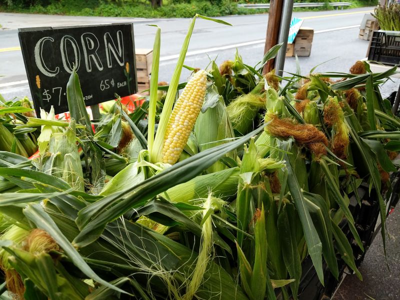 Sweet Corn and the Summer Harvest Sweet Corn and the Summer Harvest