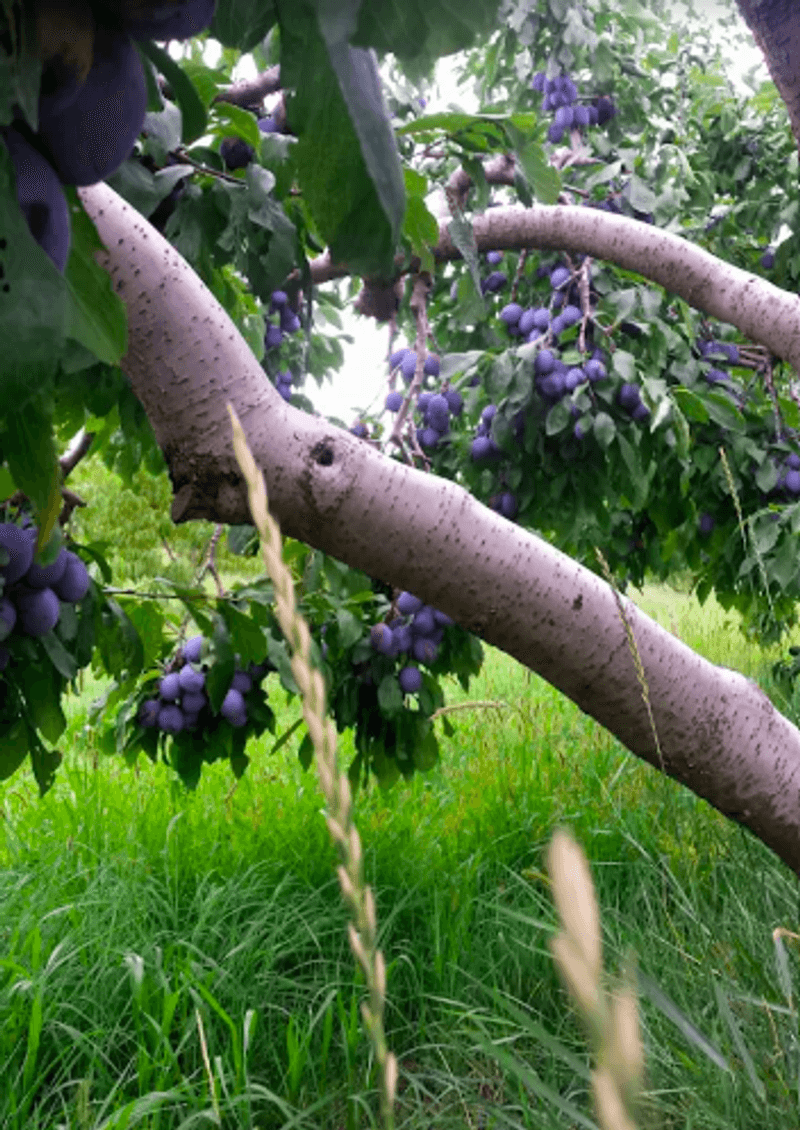 Sweet Plums And A Bounty Of Fruit Sweet Plums And A Bounty Of Fruit