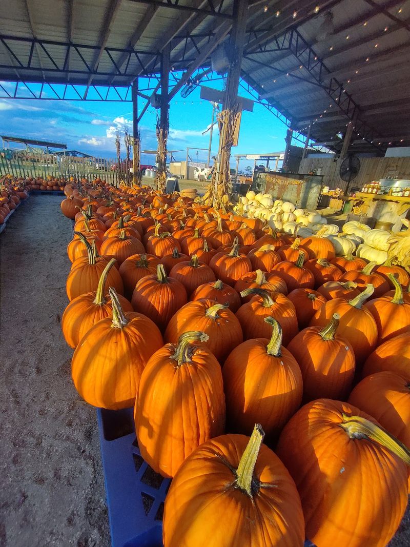Sykes Family Farms, Elkton, FL