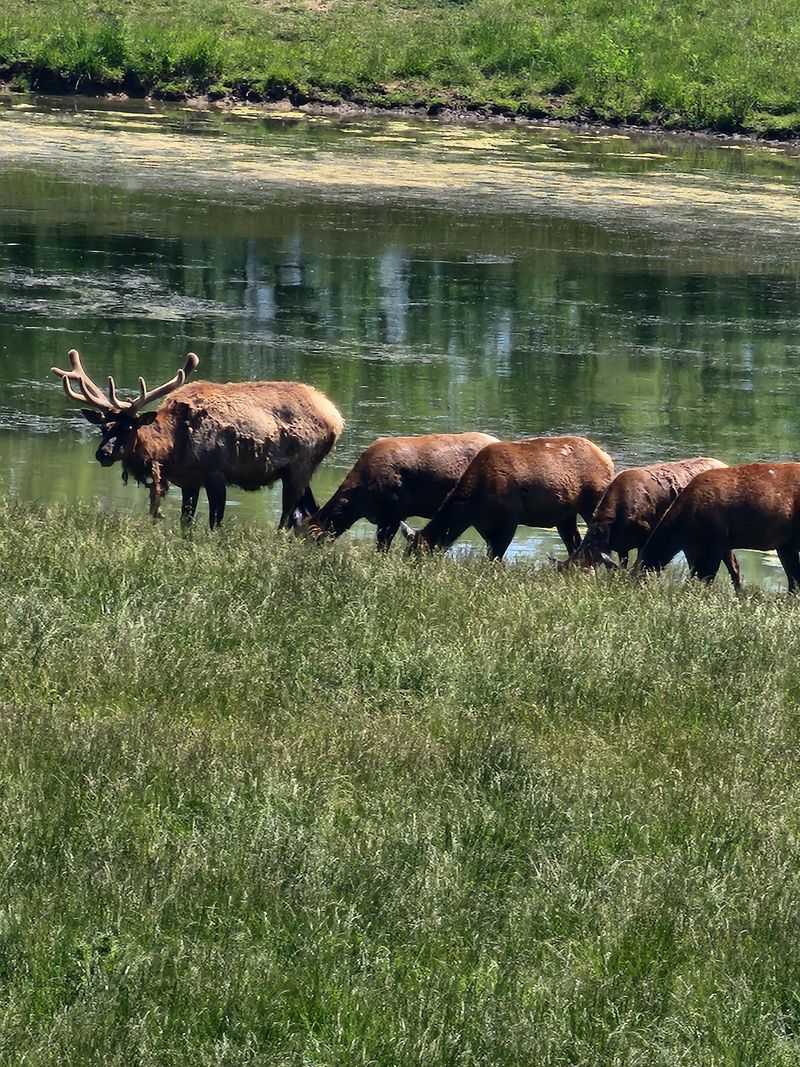 Take a Hayride Through Elk Territory Take a Hayride Through Elk Territory