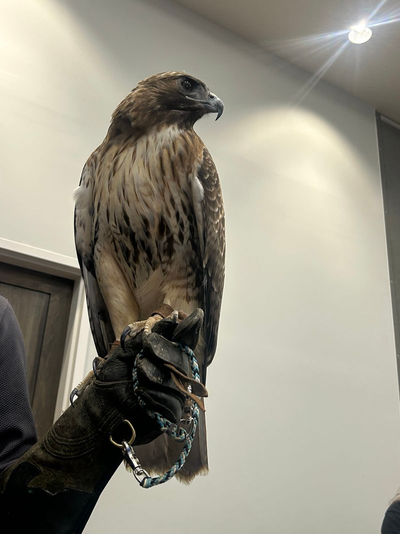 Talons and Tidbits, the Bucket-List Encounter Talons and Tidbits, the Bucket-List Encounter