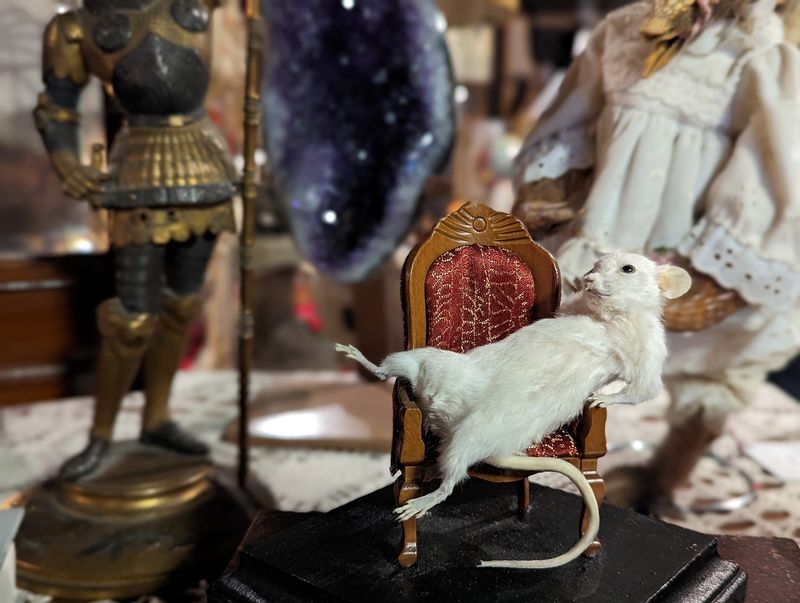 Taxidermy, Medical Oddities, and the Famous Back Corner