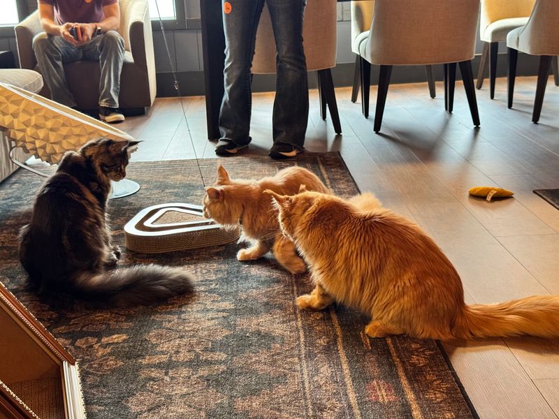 The Adoption Room Where Kittens Find Forever Homes