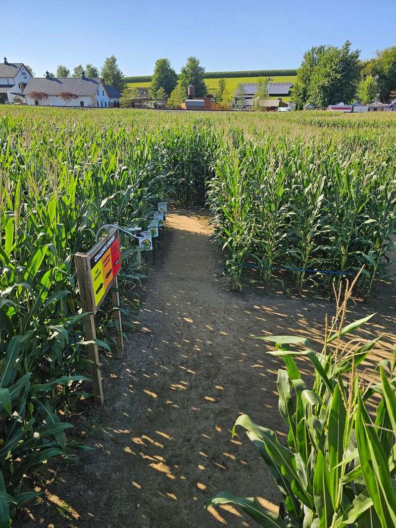 The Amazing Maize Maze That Earned National Recognition The Amazing Maize Maze That Earned National Recognition