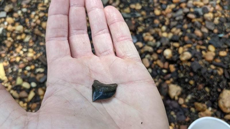 The Ancient Clues Beneath the Gravel The Ancient Clues Beneath the Gravel