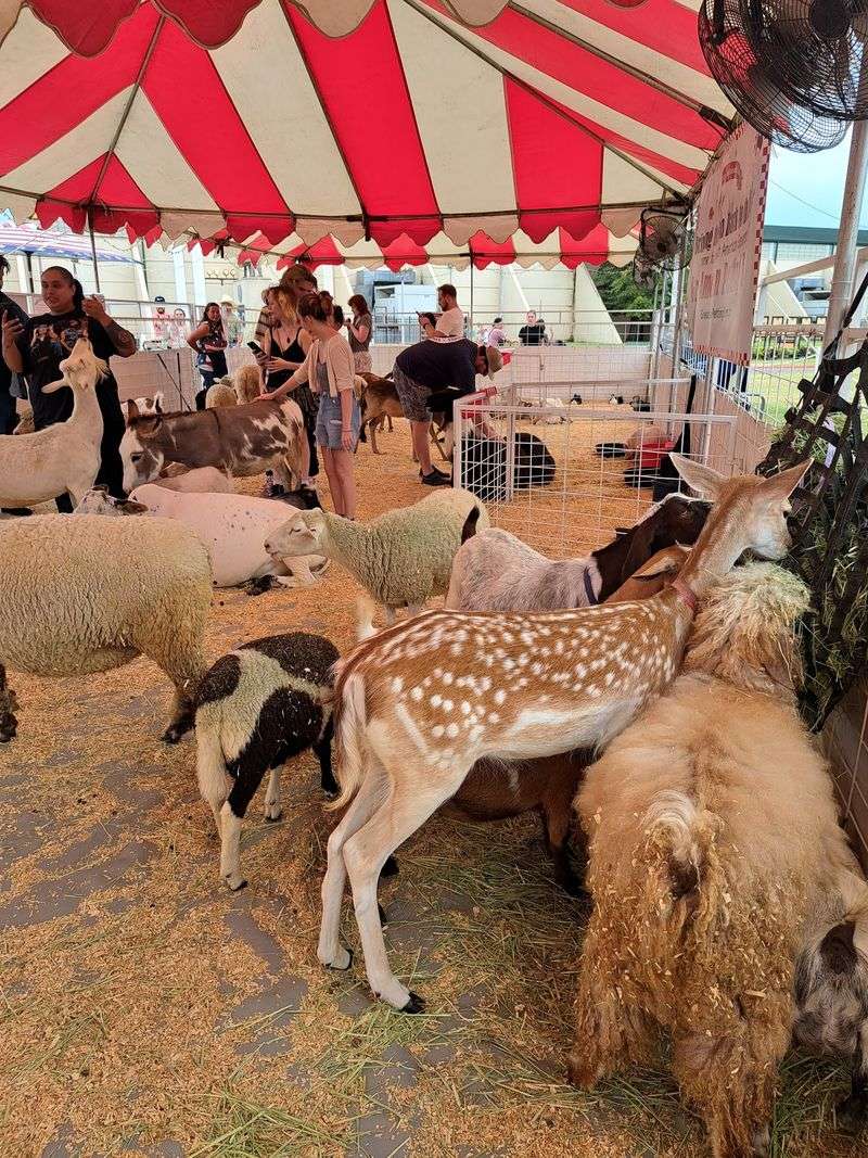 The Animal Barns and Petting Zoo: Oklahoma Agriculture Up Close The Animal Barns and Petting Zoo: Oklahoma Agriculture Up Close