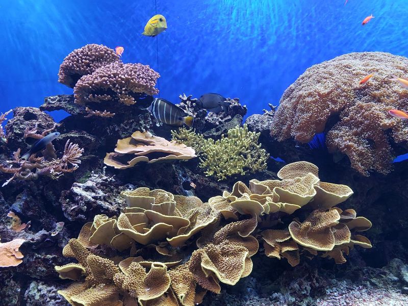 The Aquarium: Hands-On and Genuinely Impressive The Aquarium: Hands-On and Genuinely Impressive