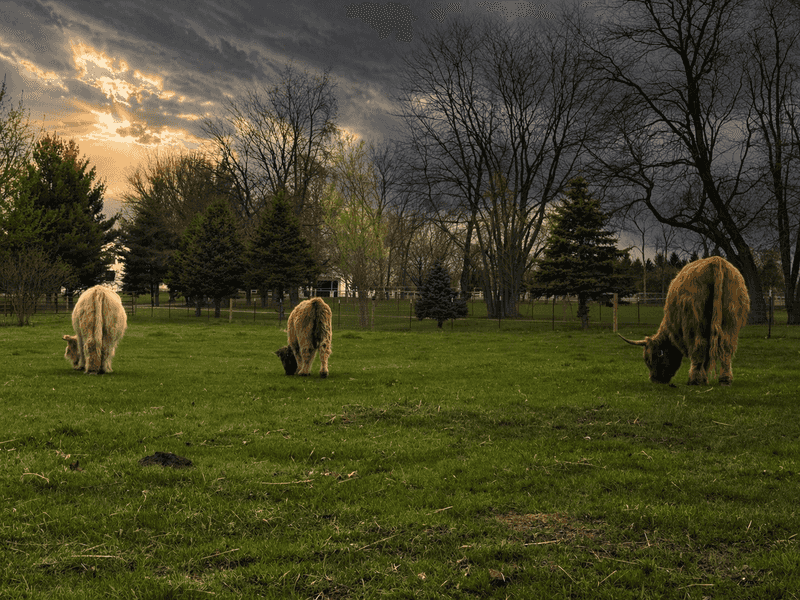 The Atmosphere of the Pasture The Atmosphere of the Pasture
