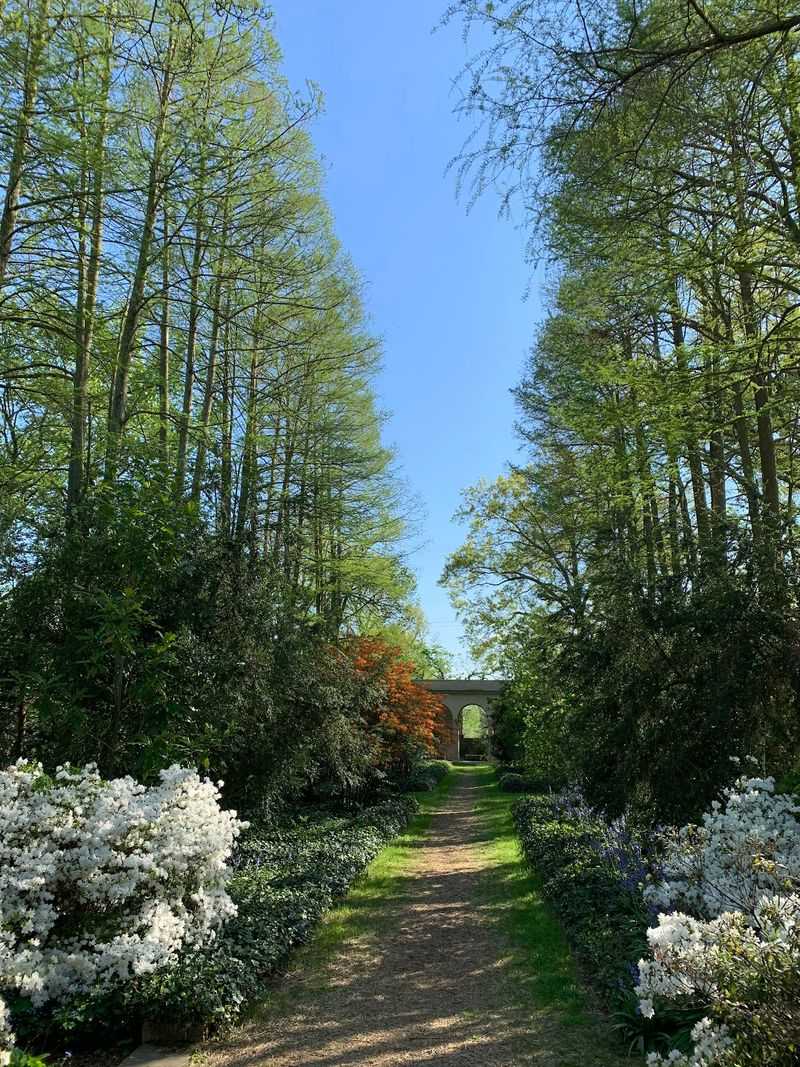 The Bald Cypress Allee: A Cathedral of Living Wood