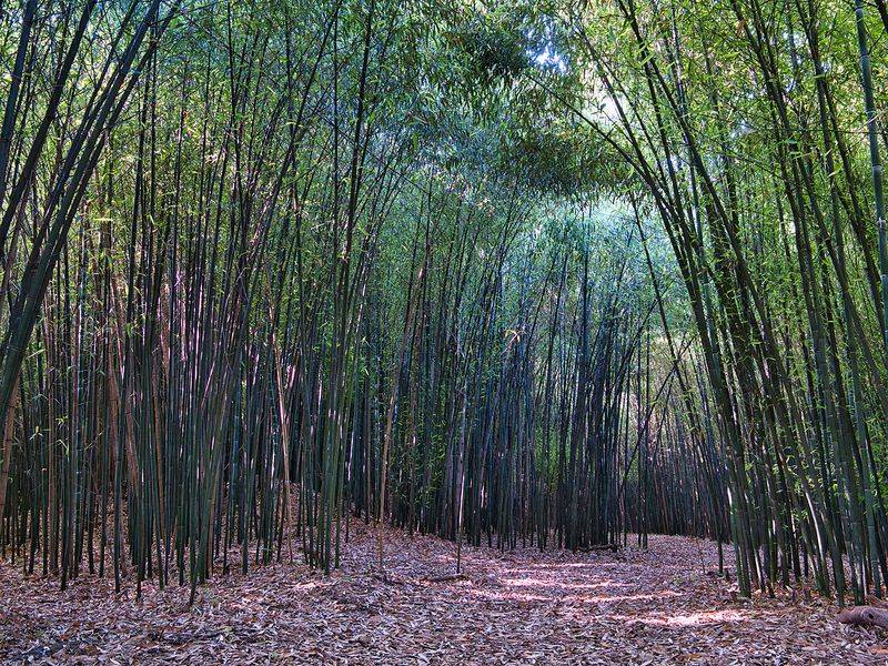 The Bamboo Forest Beyond the Beds The Bamboo Forest Beyond the Beds