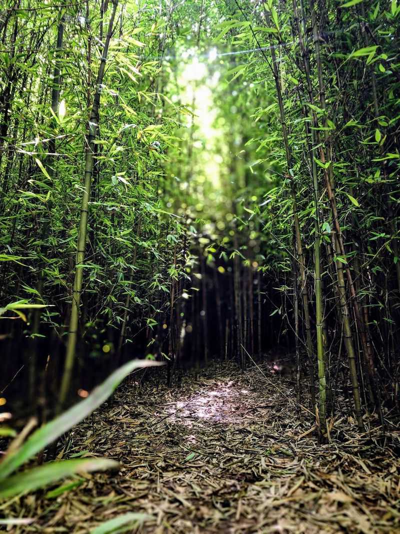 The Bamboo Forest Nobody Expects in East Tennessee