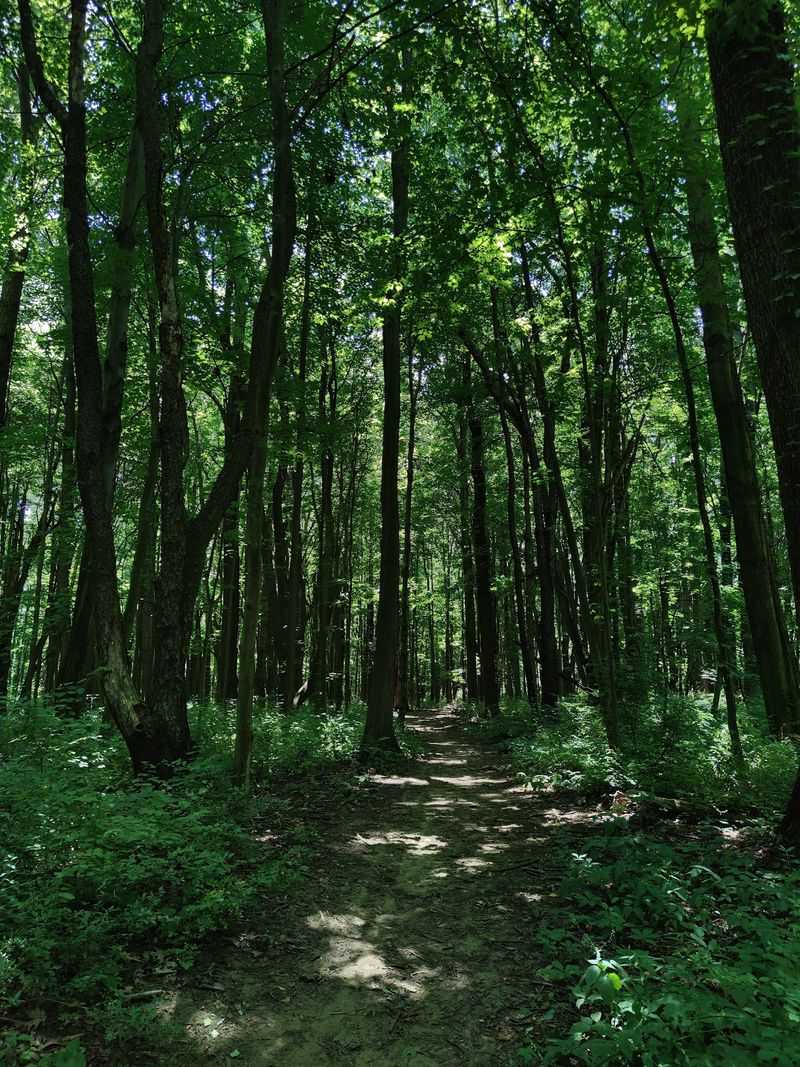 The Bay Trail: Where the Forest Meets the Water The Bay Trail: Where the Forest Meets the Water