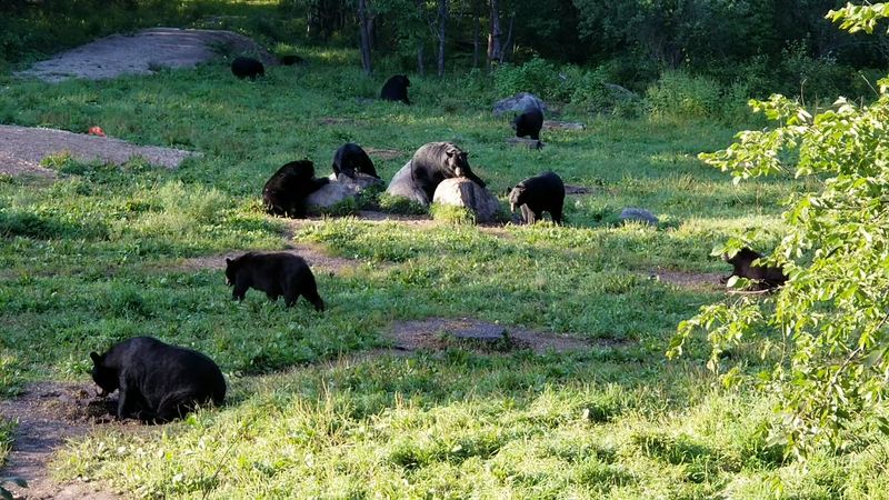 The Best Time to Visit for Maximum Bear Activity