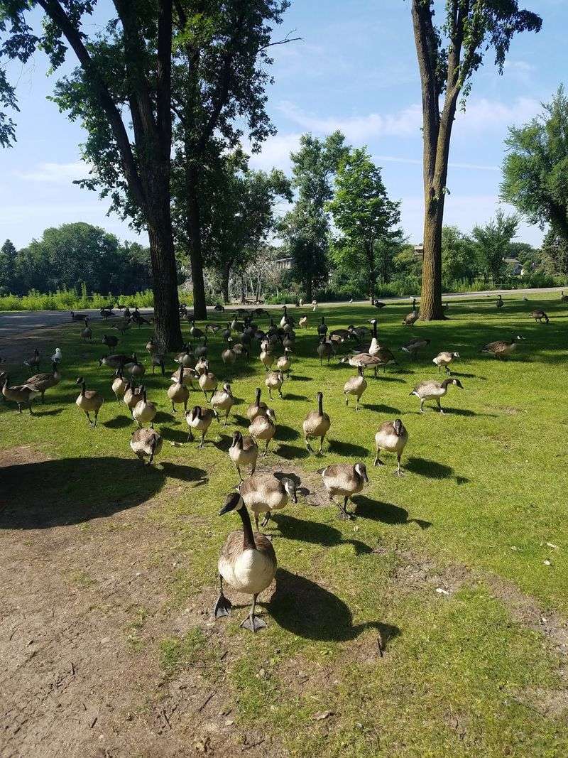 The Bird Life That Surrounds the Statue Year-Round The Bird Life That Surrounds the Statue Year-Round